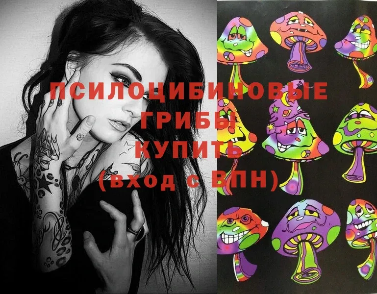 купить   Ижевск  Галлюциногенные грибы Psilocybine cubensis 